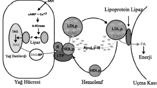 Şekil 4. Yağ doku tarafından üretilen Düşük Yoğunluklu Lipoforinin (LDLp),  diaçilgliserolü (DAG) uçma kasına taşıması modeli (CANAVOSO ve ark., 2001)