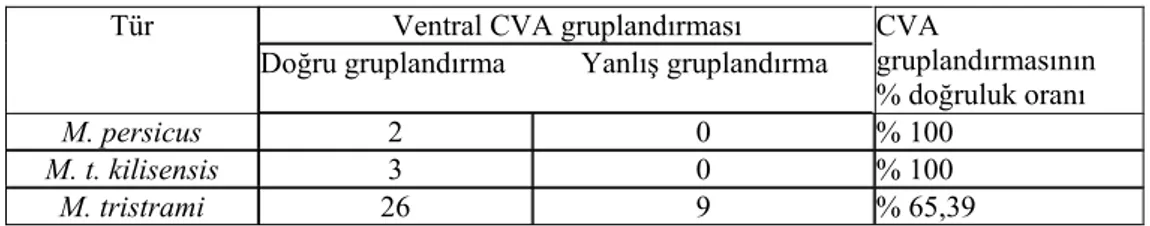 Tablo 7. Baş iskeletinin ventraline dayalı CVA gruplandırması. 