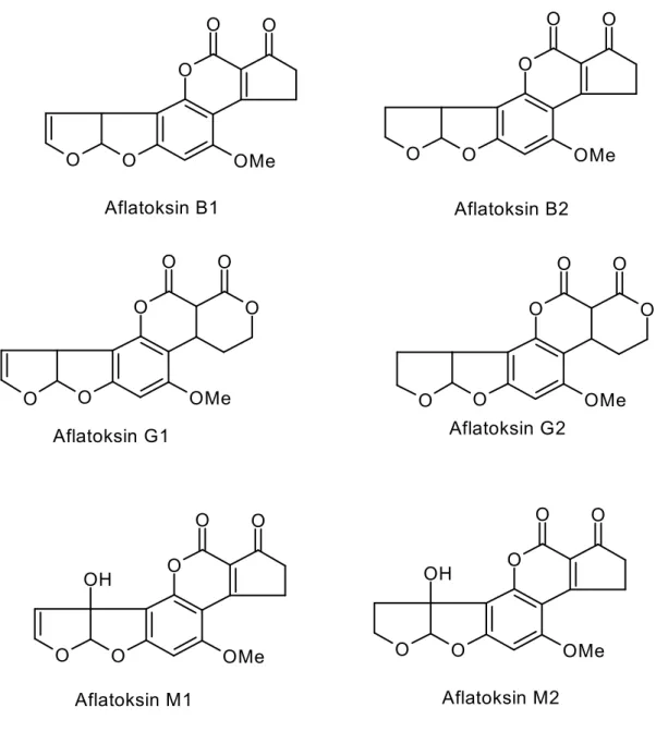 Şekil 2. 1 Aflatoksin B1, B2, G1, G2, M1 ve M2’nin kimyasal yapıları 