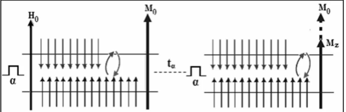 Şekil 2.15. HRF ya da α pulsunun etkisiyle enerji seviyeleri arasında geçişler 