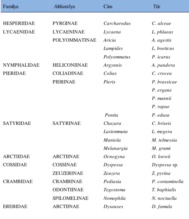 Çizelge  4.1.  Hazro  (Diyarbakır)  ilçesinde Tespit Edilen  Lepidoptera Türleri 