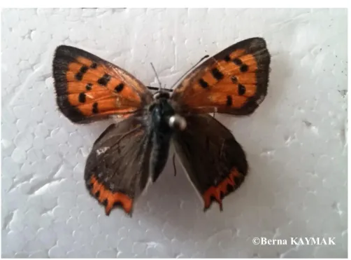 Şekil 4.2. Lycaena phlaeas