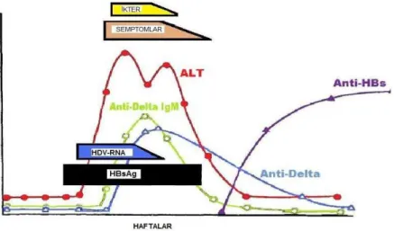 Şekil 6: Akut Delta koinfeksiyonun klinik ve serolojik seyri (Kaynak 8’den). 