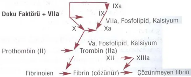 Şekil 5:  Yeni anlayışa göre koagülasyon kaskadı