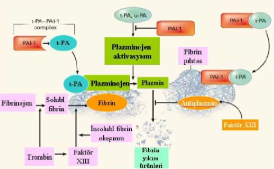 Şekil 6: Fibrinolitik yolların aktivasyonu ve inhibisyonu