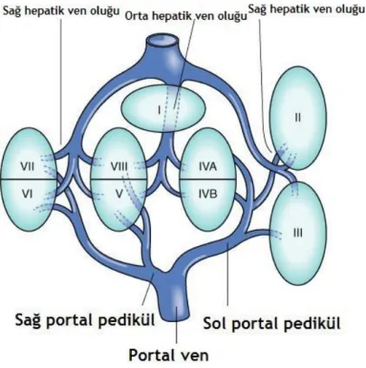 Şekil 4: Karaciğerin hepatik venlere göre sektörlere ayrılması (10).