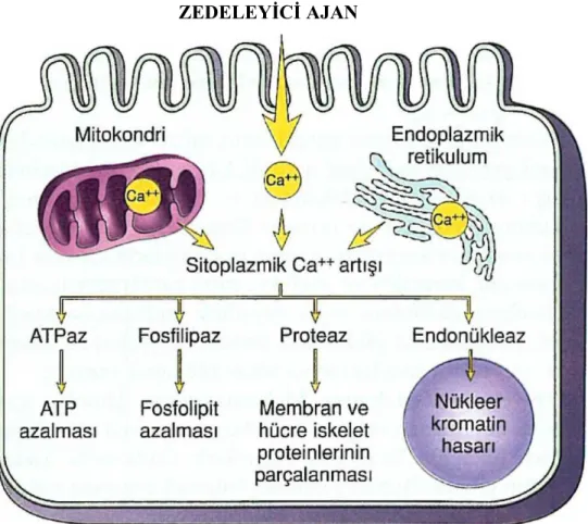 Şekil   6:   Hücre   zedelenmesinde   sitoplazmik   kalsiyum   artışının   kaynakları   ve sonuçları.(17)