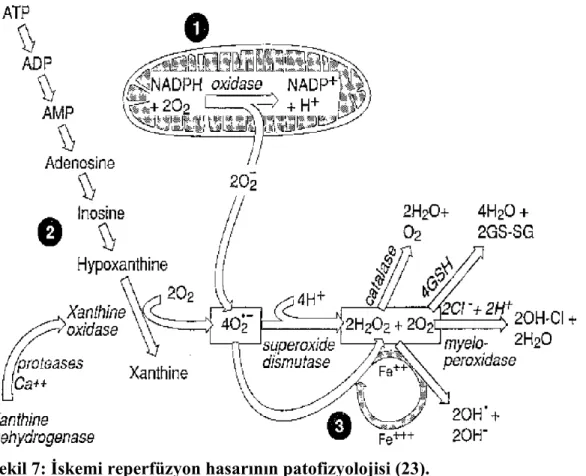 Şekil 7: İskemi reperfüzyon hasarının patofizyolojisi (23).