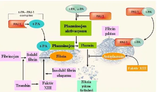 Şekil 4: Fibrinolitik yolların aktivasyonu ve inhibisyonu 