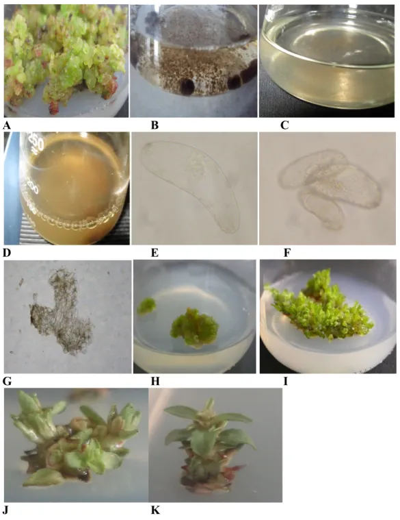 Şekil 4.7.1. Süspansiyon kültürü hücrelerinden bitki rejenerasyonu A.Süspansiyon kültürünün 