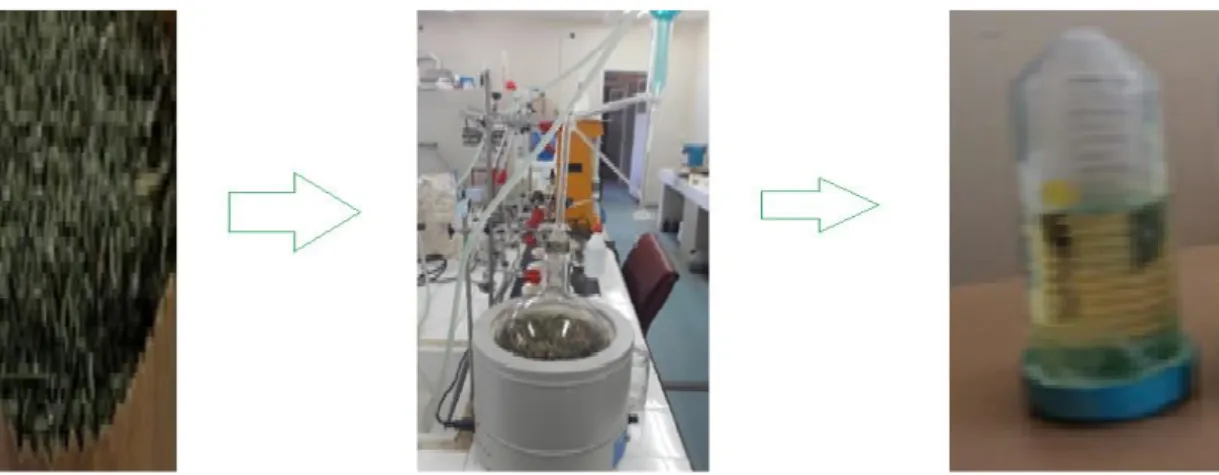Figure 2. Ground biomass, hydro distillation essential oil samples 