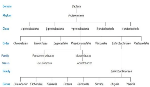 Figure 2.3. Hierarchical Arrangement in Taxonomy modified  from (modified from Palleroni et al