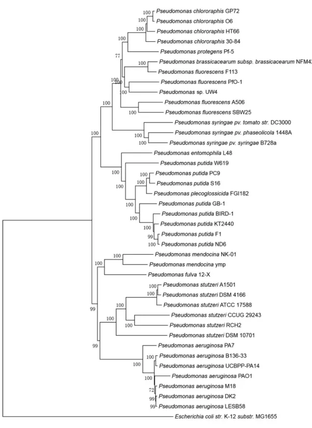 Figure  2.6.  Phylogenetic  tree  of  some  Pseudomonas  species  drawn  by  using  16S  rRNA  Sequence 