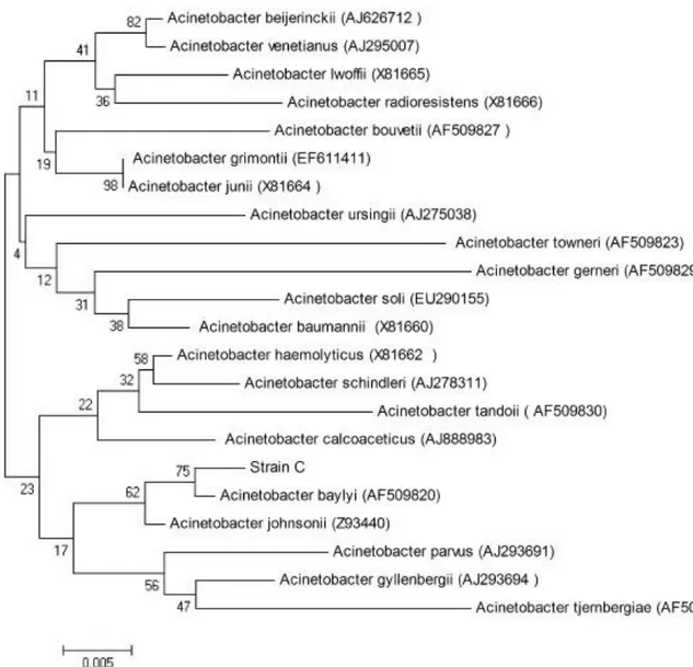 Figure  2.7.  Phylogenetic  tree  of  some  Acinetobacter  species  drawn  by  using  16S  rRNA  Sequence 