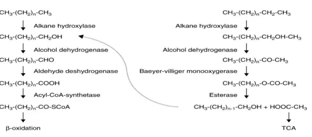 Figure  2.  10.  Most  frequent  pathways  for  the  degradation  of  n-alkanes  by  terminal  and  subterminal 