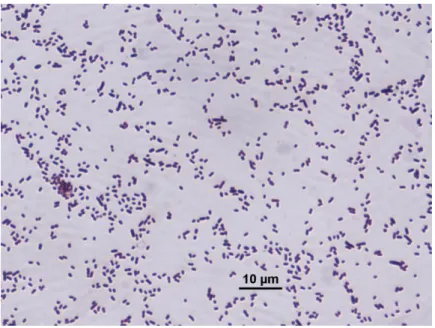 Figure 4.2.Gram staining of 3B 