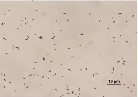 Figure 4.4.Gram staining of 6C 