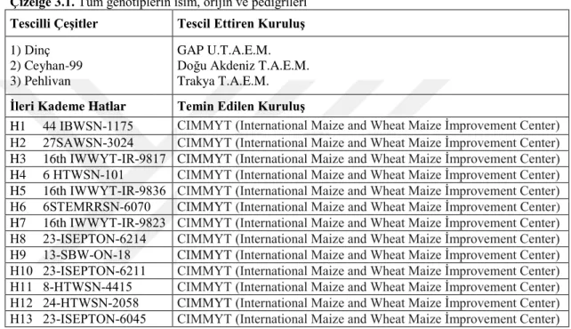 Çizelge 3.1. Tüm genotiplerin isim, orijin ve pedigrileri 