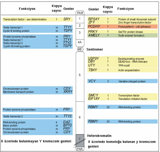 Şekil 4. Y kromozomunun rekombinasyona katılmayan bölgedeki (NRY)  genler (Bachtrog ve  Charlesworth 2001’den değiştirilerek) (43)