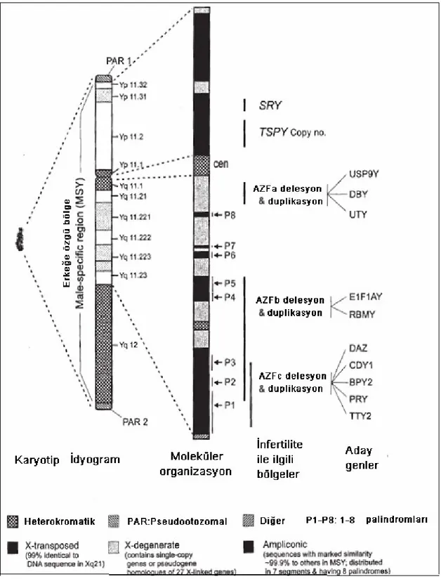 Şekil 5. Y kromozomunun yapısı (Singh ve ark. 2005’den değiştirilerek) (18). 