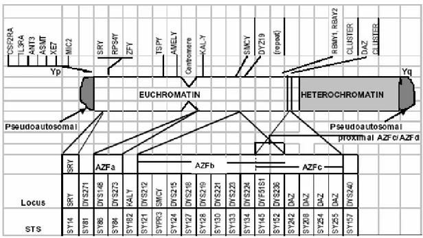 Şekil 6. Y Kromozom haritası (Kent-First ve ark. 1999'dan değiştirilerek) (67). 