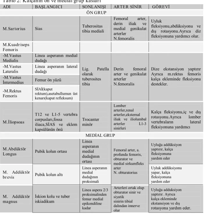 Tablo 2: Kalçanın ön ve medial grup kasları 