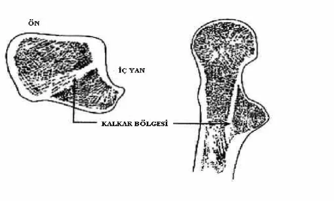 Şekil 1: Kalkar Bölgesi 