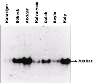 Şekil 2.  Sıçan dokularındaki MGP mRNA 