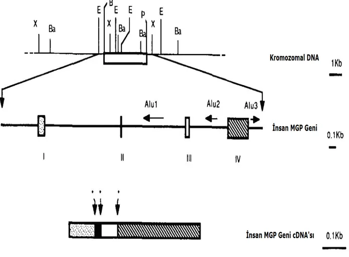 Şekil 3. MGP geninin intron-ekzon organizasyonu ve enzim haritası. En üstteki çizgi MGP lokusunun kısmi restriksiyon enzim haritasını göstermektedir