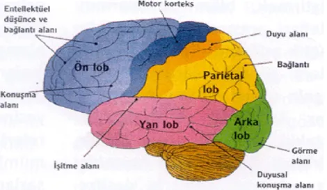 Şekil 2: Serebral Arterler(16)