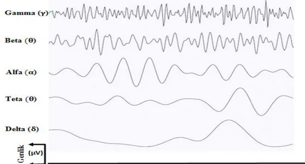 Şekil 1.3. EEG işaretlerine ilişkin alt bantlar 