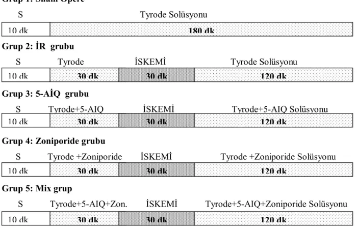 Şekil 3.1.: Çalışma her grupta 8 hayvan olacak şekilde beş grup üzerinden planlanmıştır