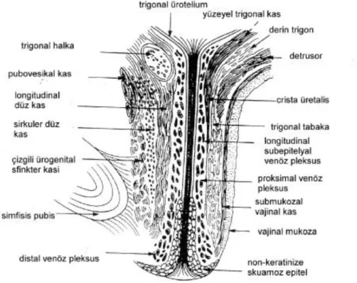 ġekil 6. Üretra- longitudinal kesit 