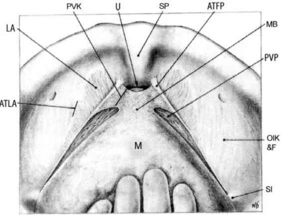 ġekil 9. Retzius aralığının kadavra diseksiyonundan yapılmıĢ çizimi, Pubovezikal kas  (PVK), mesane boynu (MB), arkus tendineus fasya pelvis (ATFP), arkus tendineus  levator ani (ATLA), paraüretral vasküler pleksus (PVP), mesane (M), spina ischiadika  (SĠ)