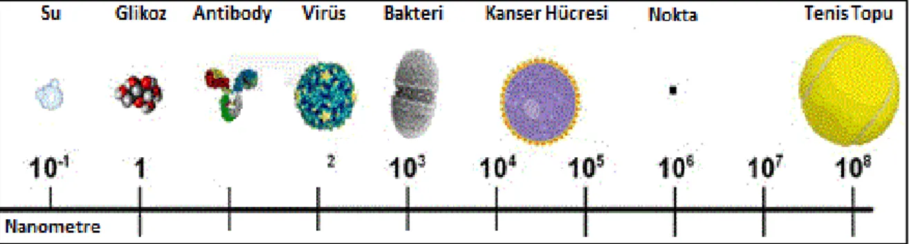 Şekil 1.3. Boyut şeması (Schneider 2004 ) 