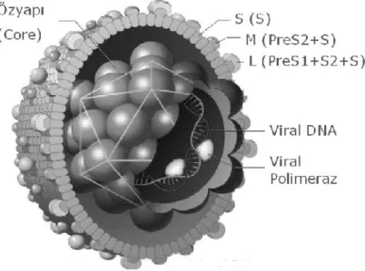 Şekil 2a. HBV virionunun şematik yapısı.