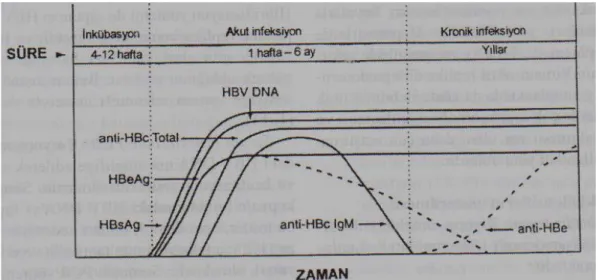 Şekil 6: Kronik HBV enfeksiyonunda serolojik göstergeler (94)