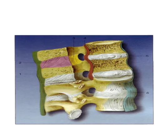 Şekil 4: Spinal kordun ligamentleri (1) Supraspinöz ligament, (2) İnterspinöz ligament, (3) Ligamentum flavum, (4) Posterior longitudinal ligament, (5) İntervertebral disk, (6) Anterior longitudinal ligament (29)