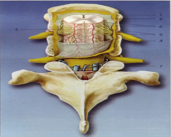 Şekil 5. Meningsler (1) Dura mater, (2) Araknoid mater, (3) Pia mater, (4) Spinal sinir, (5) Dorsal (posterior) kök, (6) Ventral (anterior) kök, (7) İnternal vertebral venöz pleksus.(31)