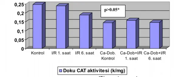 Şekil 6.5: Deneklerin böbrek dokusu CAT aktivitesi düzeyleri