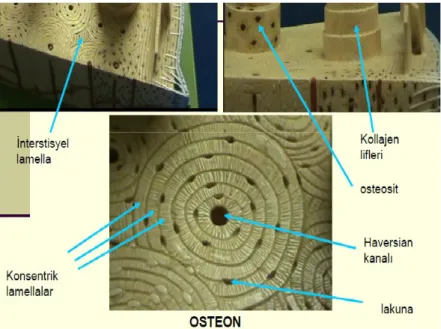 Şekil 5: Osteon (17)