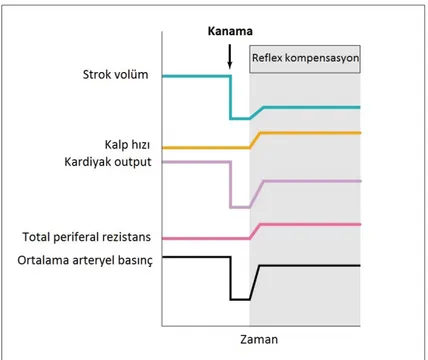 Şekil 3.2-3. Kanamaya karşı kardiyovasküler yanıtlar (Kaynak 2’den uyarlanmıştır) Kanama sonrası erken kompensatuar mekanizmalar  -baroreseptör refleksler ve   interstisyel   sıvının   absorbsiyonu-   güçlü   bir   şekilde   etkili   olup   toplam   kan vo