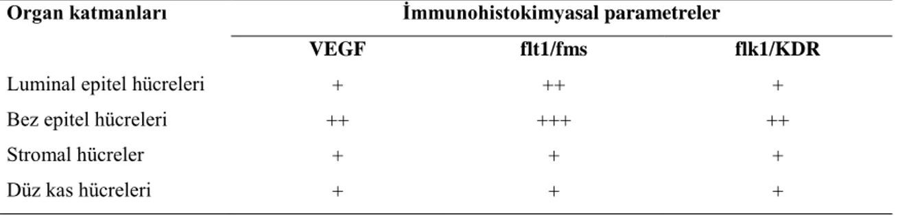 Şekil  1.  Proventrikulusun  luminal  ve  bez  epitel  hücreleri  ile  stromal  ve  düz  kas  hücrelerinde  VEGF  immunreaksiyonunun  lokalizasyonu