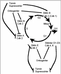 Şekil 1. Hücre siklusu, siklinler ve CDKs 
