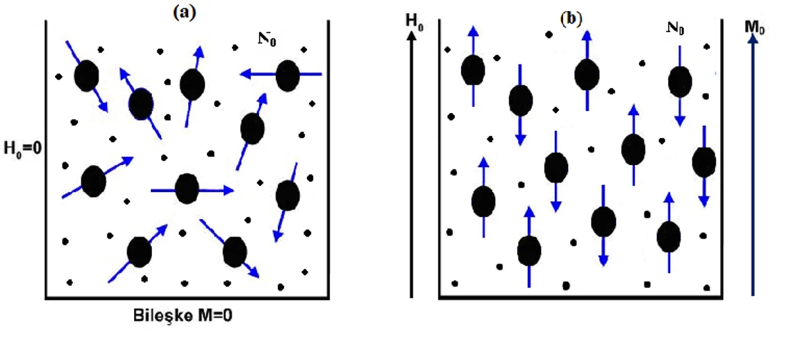 Şekil 1.3. a) Proton spinlerinin manyetik alanın olmadığı bir durumda davranışı b) Proton  