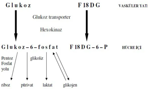 Şekil  FDG’nin glikoza benzer şekilde hücre içine alınması