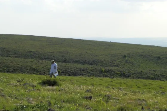 Şekil 3.7. 1462 m Rakımlı Meraya Ait Görüntüler
