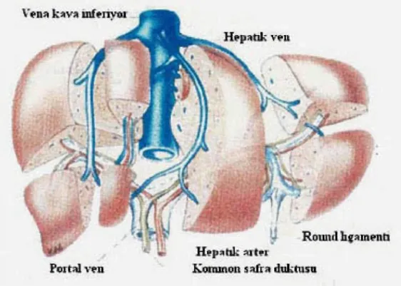 Şekil 3. Couinaud’a göre karaciğerin segmental yapısı (23).