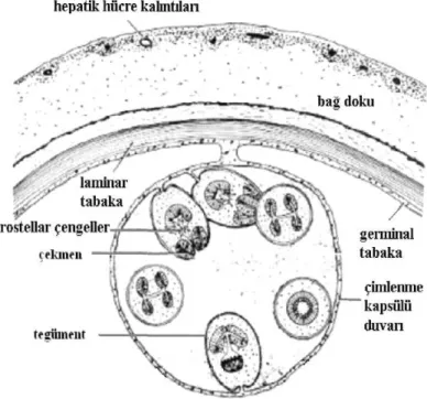Şekil  5  Echinococcus granulosus larvasının şematik görünümü(27).