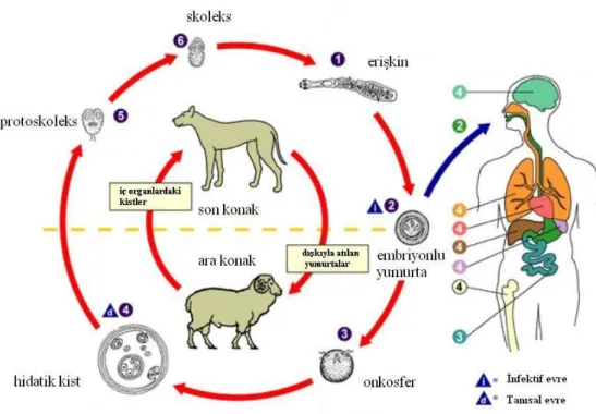 Şekil  6. Echinococcus granulosus G1 susunun yaşam çevrimi (30)